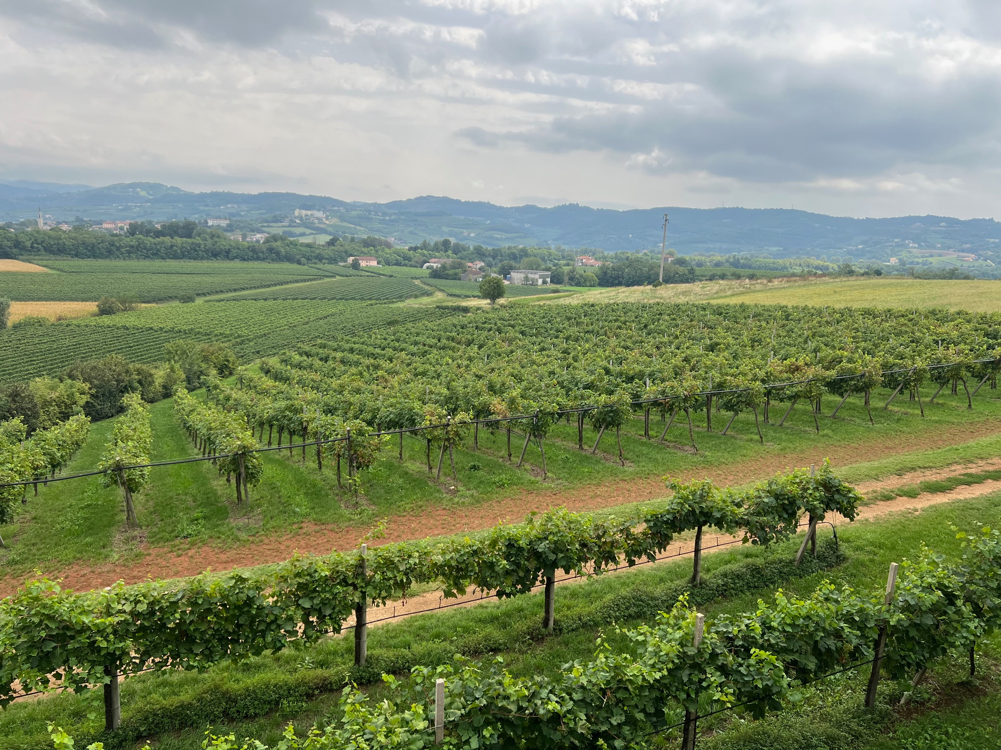 Kig ud over vinmarker i Colli Berici
